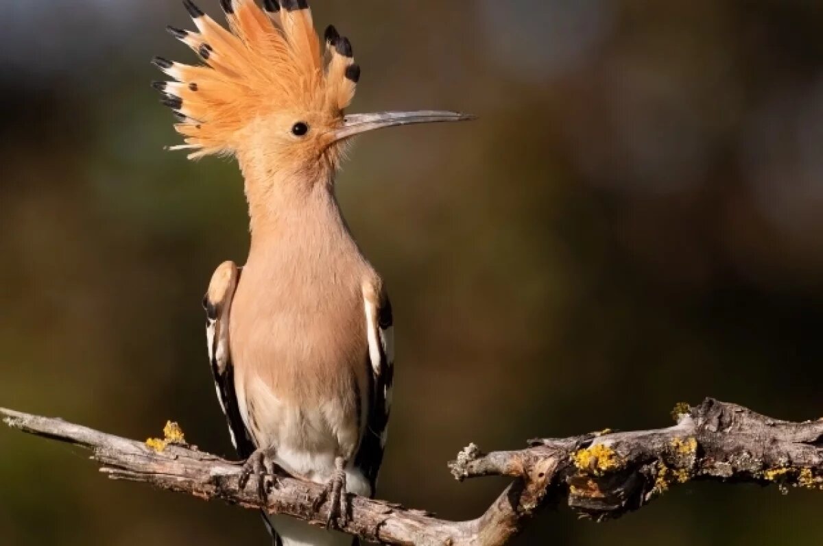    В Нижневартовске жители боятся, что появившаяся редкая птица замерзнет