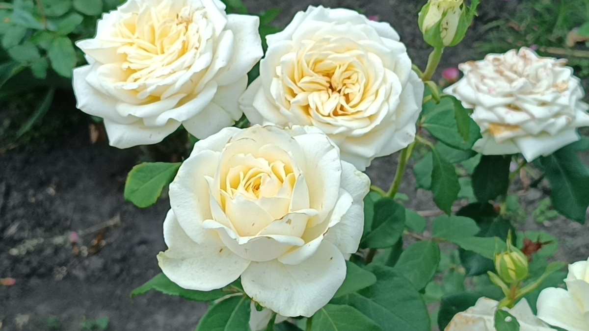 Роза Аваланж (Avalanche)