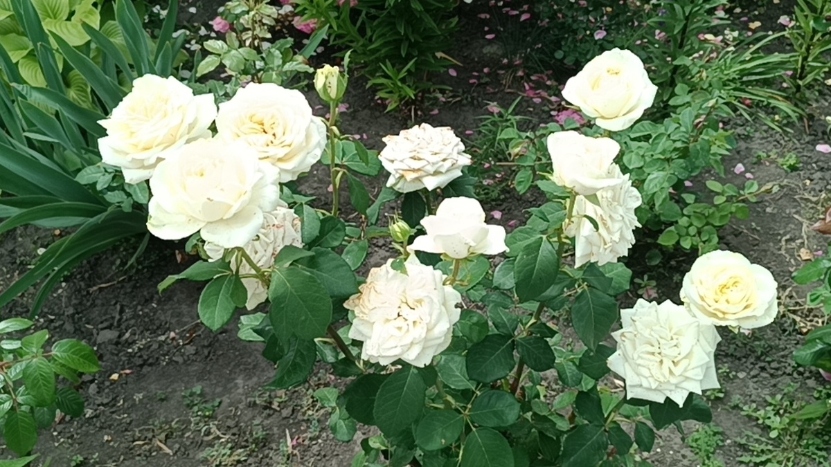 Роза Аваланж (Avalanche)