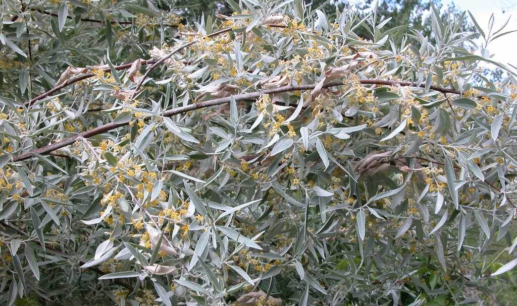 Цветение джиды