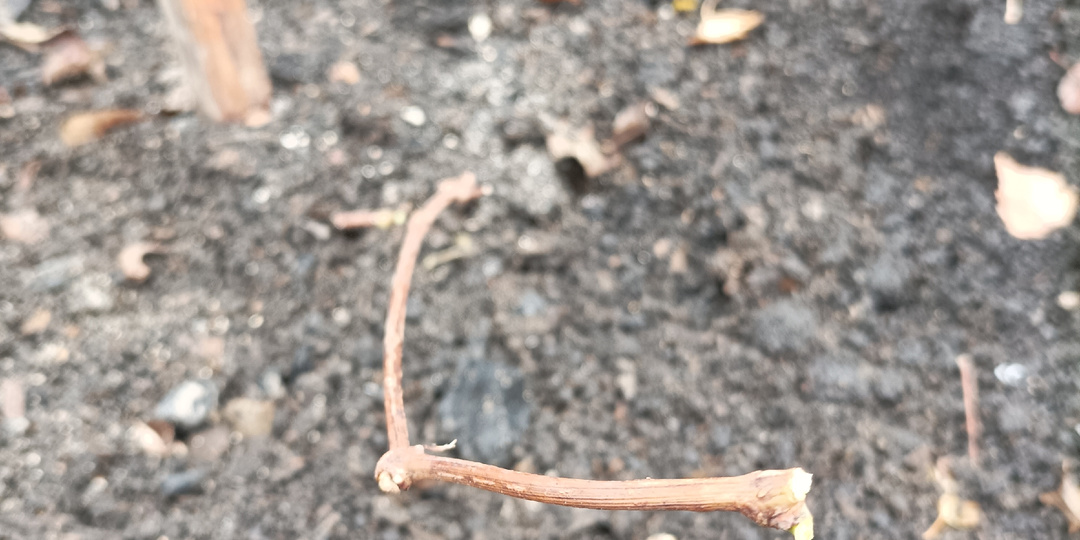 Осенняя обрезка и укрытие однолетних кустов винограда: