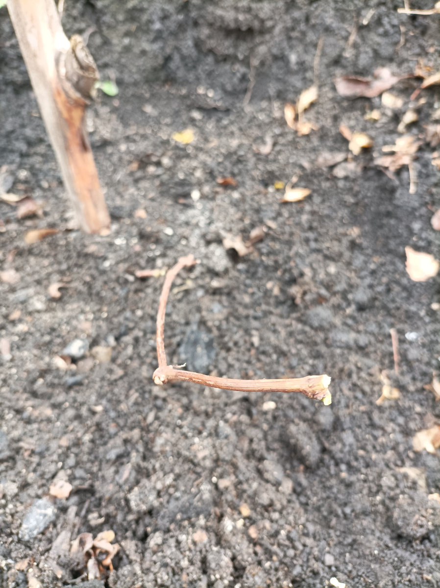 Саженец, обрезанный на две- три почки