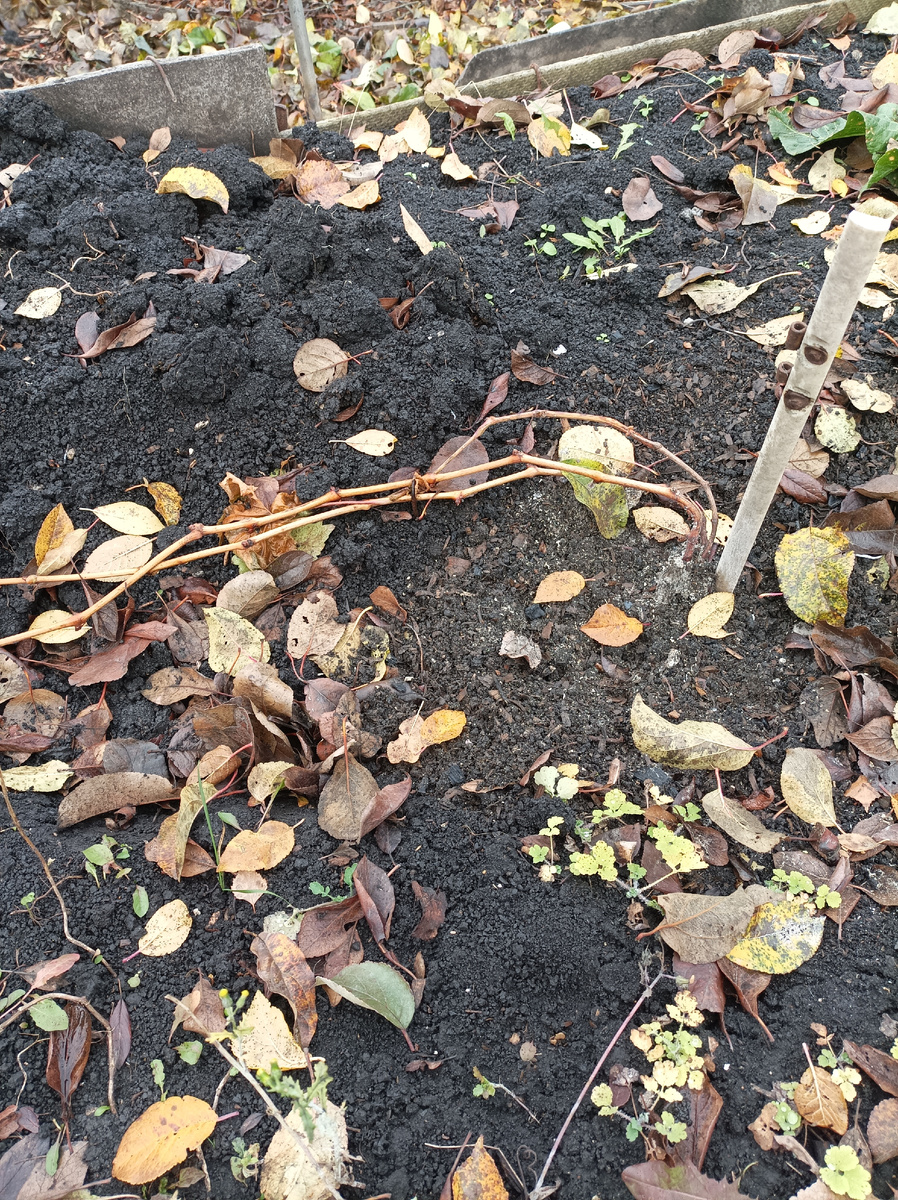 Обрезка на три побега. Весной подвяжу на временную проволоку. Выше проволоки оставлю по 1-2 почки. Нижние почки выломаю. Надеюсь на получение пробной гроздочка из нескольких ягод.