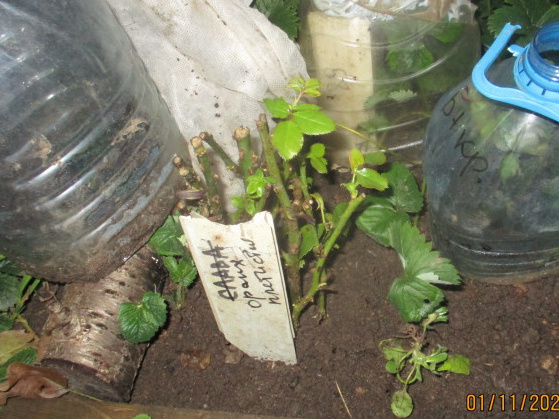 Осеннее черенкование роз: результатом довольна, приживаемость хорошая