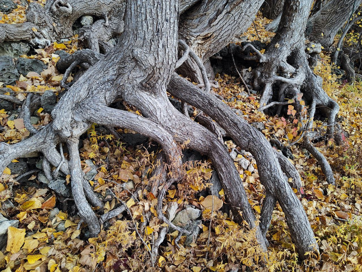 Фото автора.