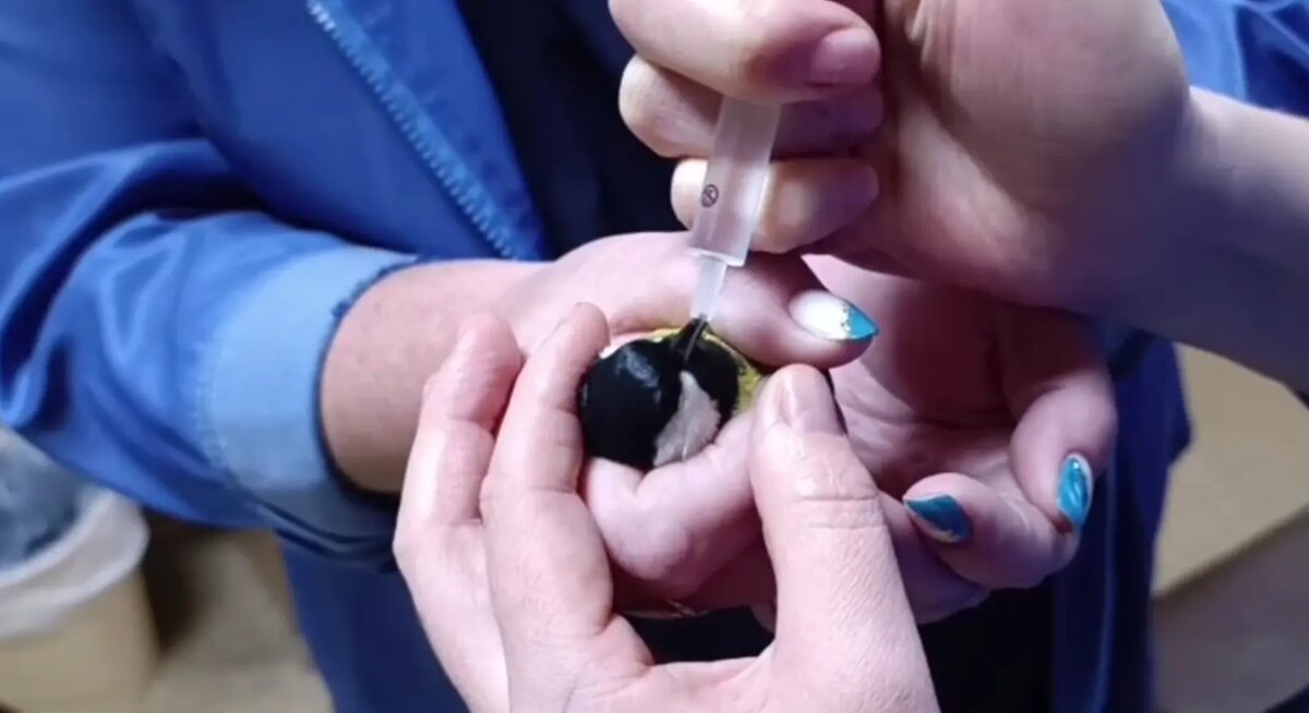    Фото: стоп-кадр видео от пресс-службы ГБУЗ ЛО «Станция скорой медицинской помощи»