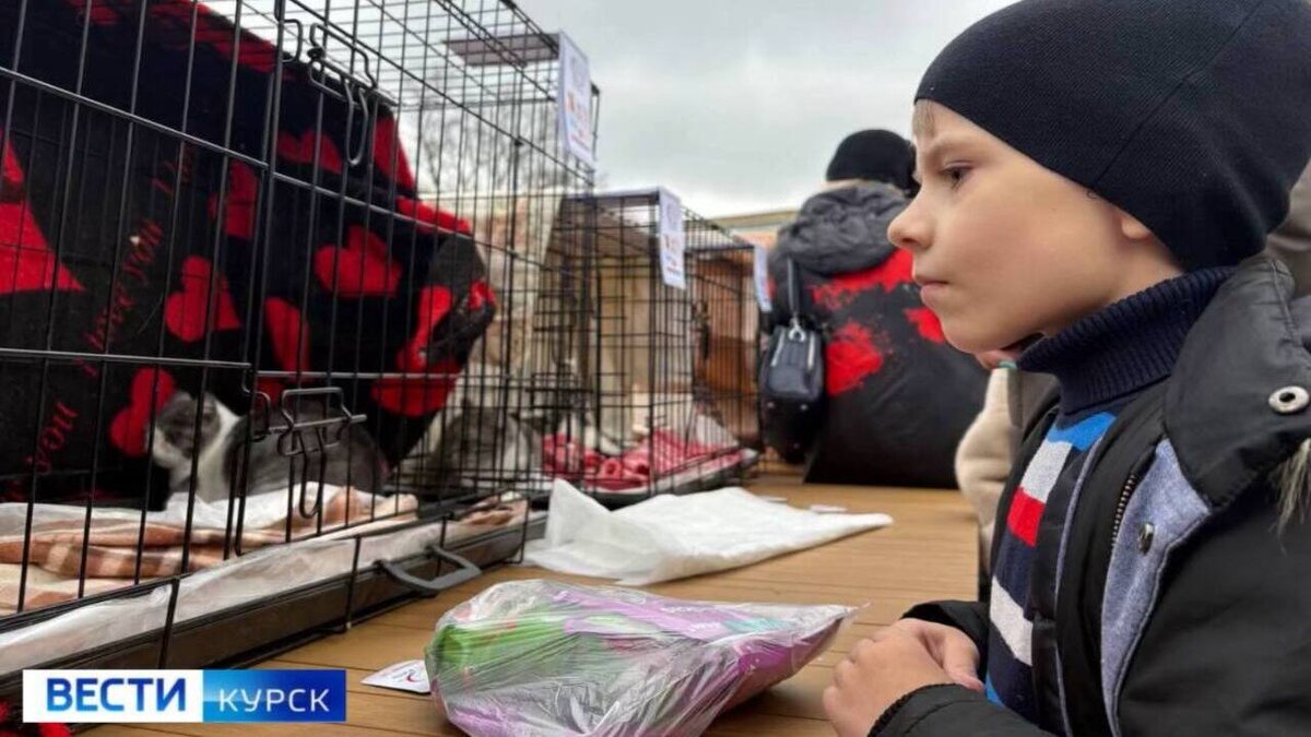    В Курске проходит выставка-пристройство домашних животных