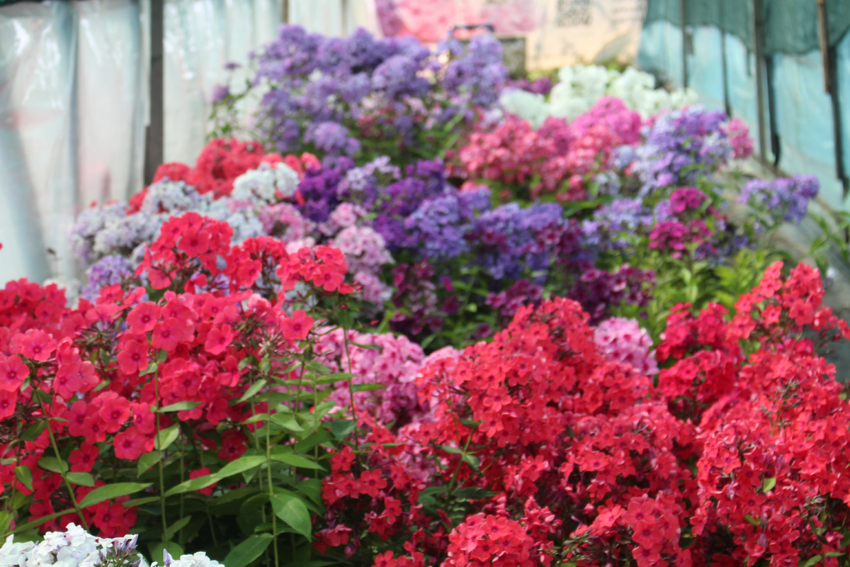 На производственной площадке "Северной флоры", фото из моего архива