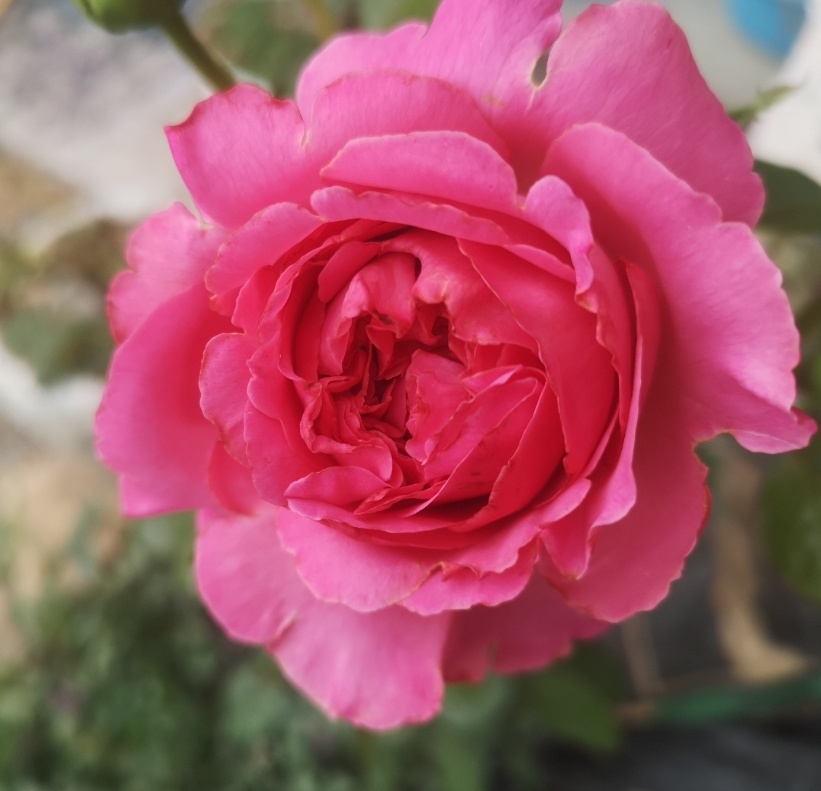 А роза просто для картинки