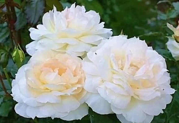  Грандифлора роза "Чайковский"