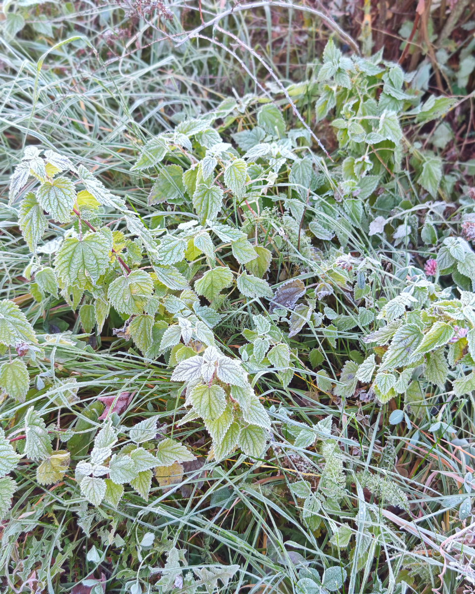 Октябрьские заморозки 