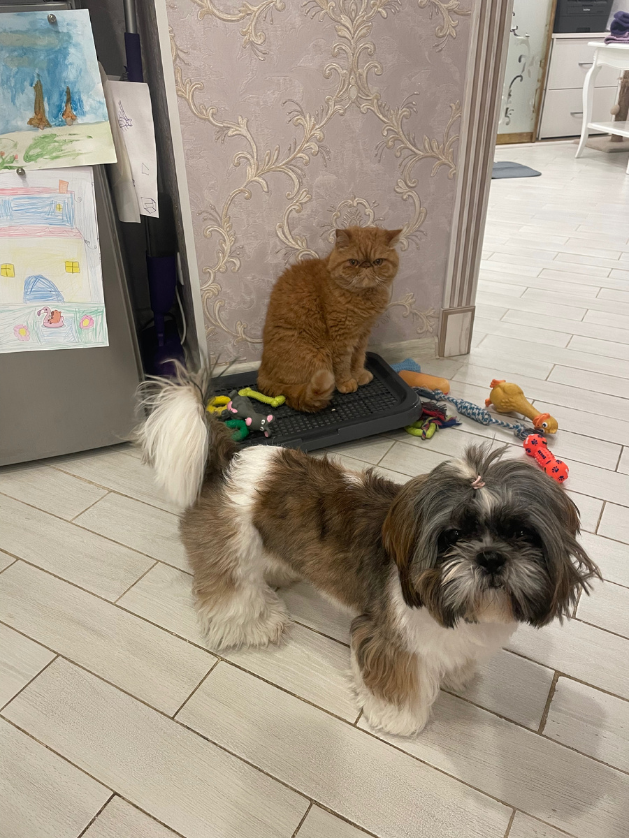 Теперь это когтеточка Бантика или место хранения игрушек, по назначению не использовался ни разу.