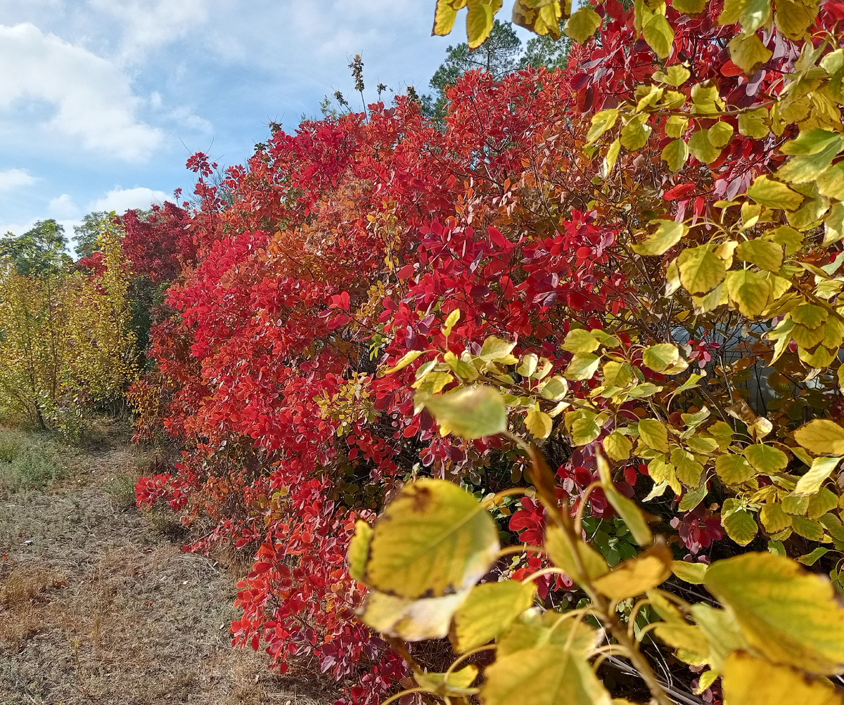 Красножелтые разливы.