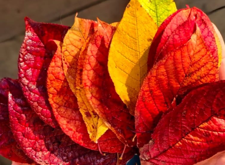 Огненные краски осени .