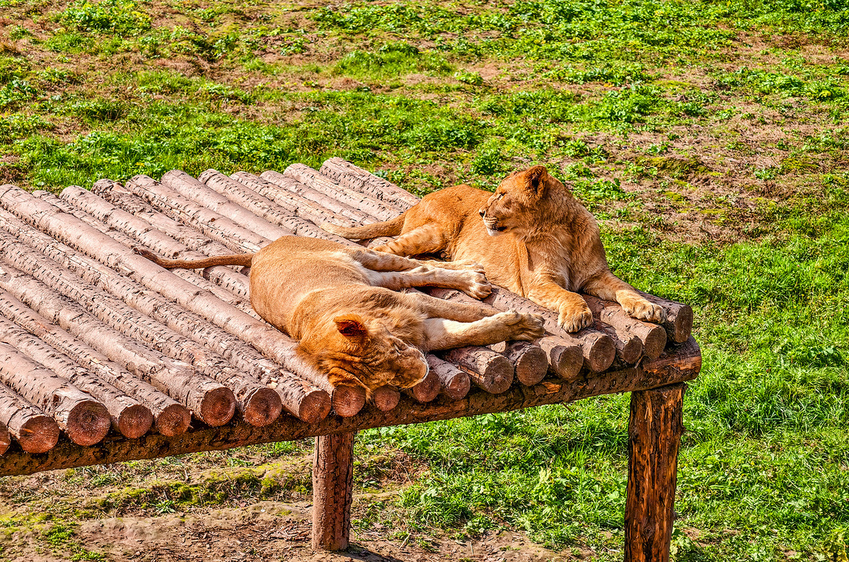    Светлана Парфенова