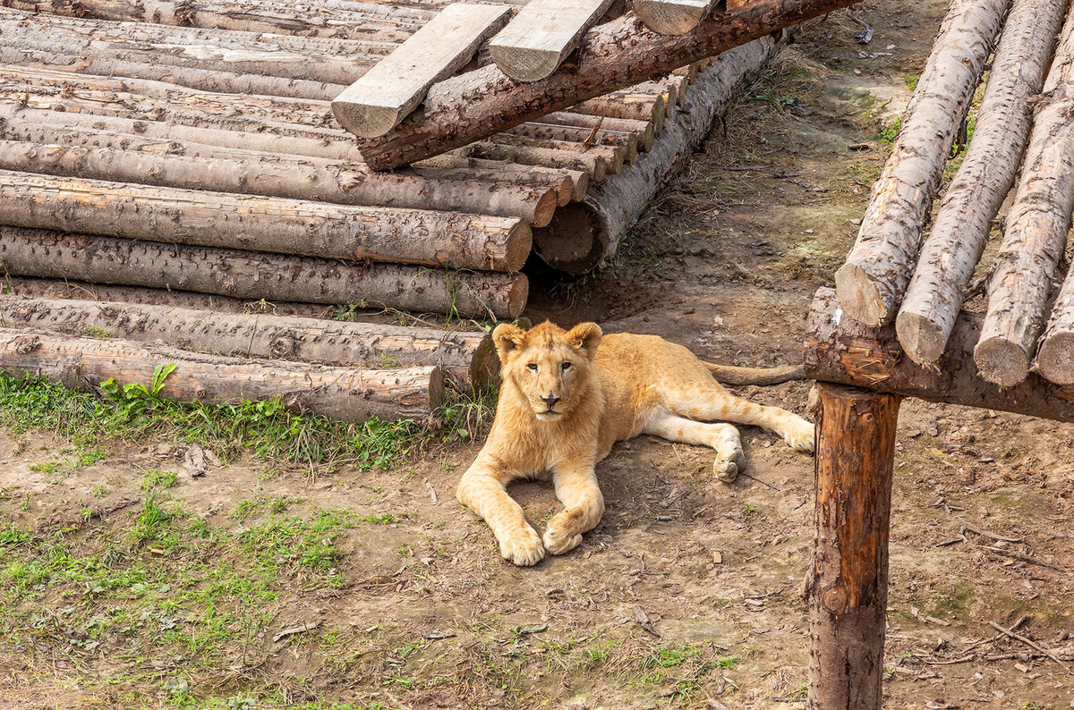    Светлана Парфенова