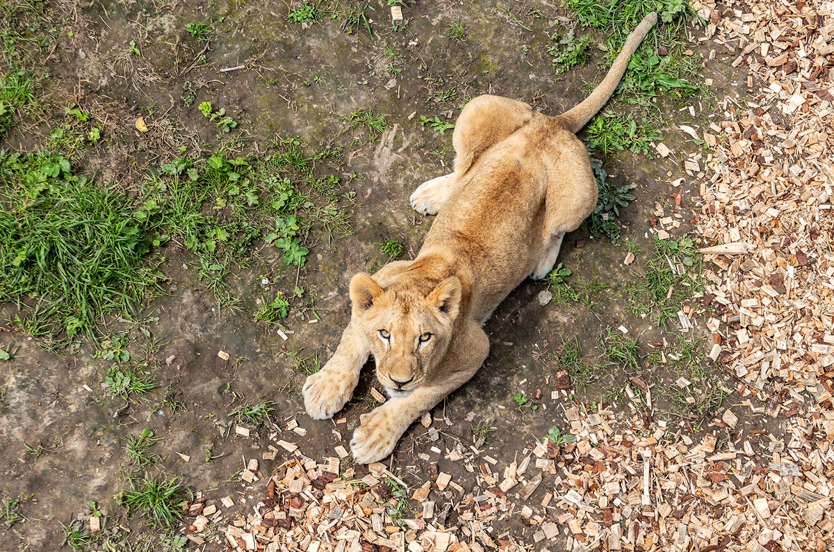    Светлана Парфенова