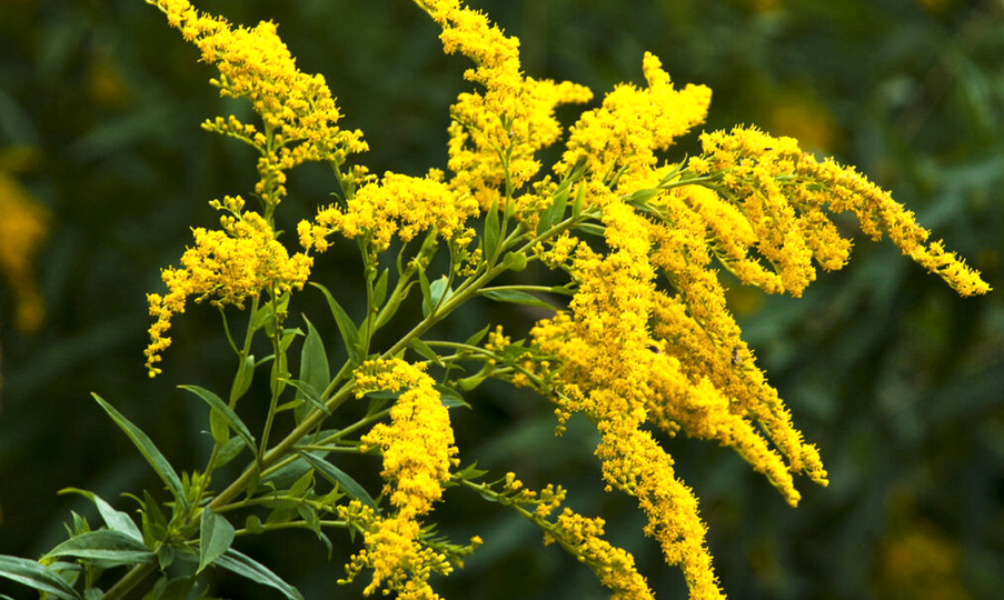 Золотарник