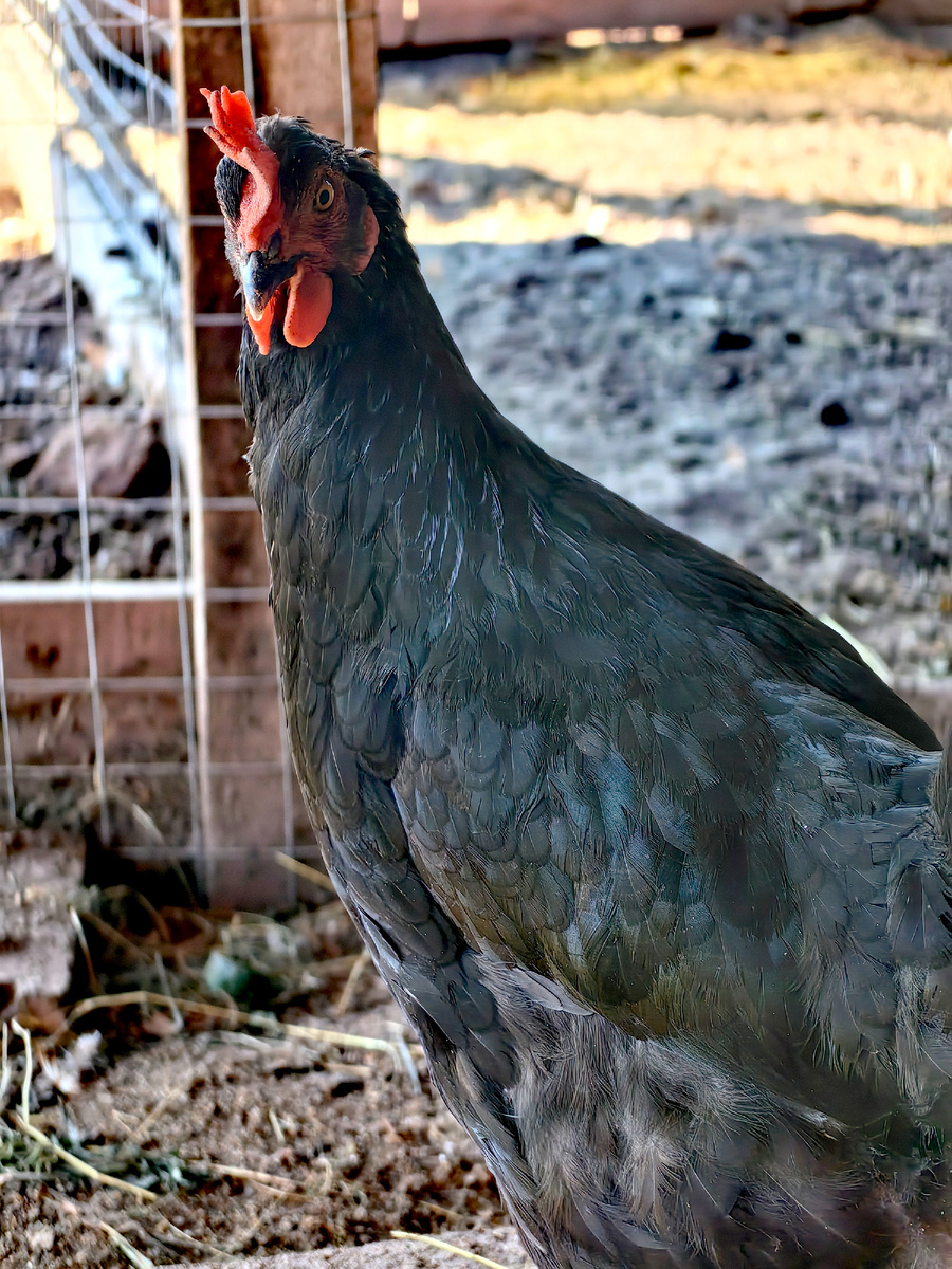 Одна из молодок