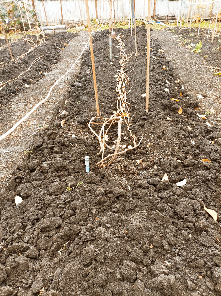 Обрезанная лоза подготовлена к укрытию.