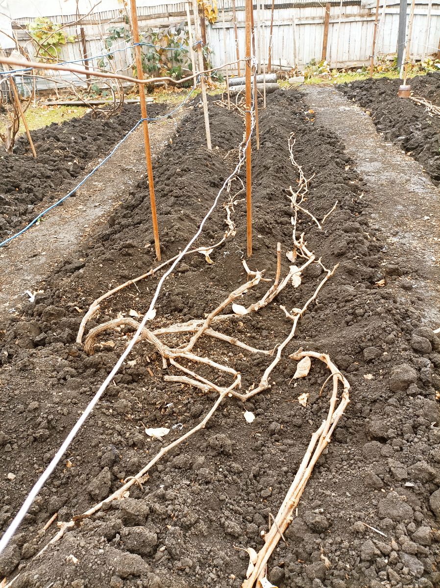 Старая лоза уложена на землю.