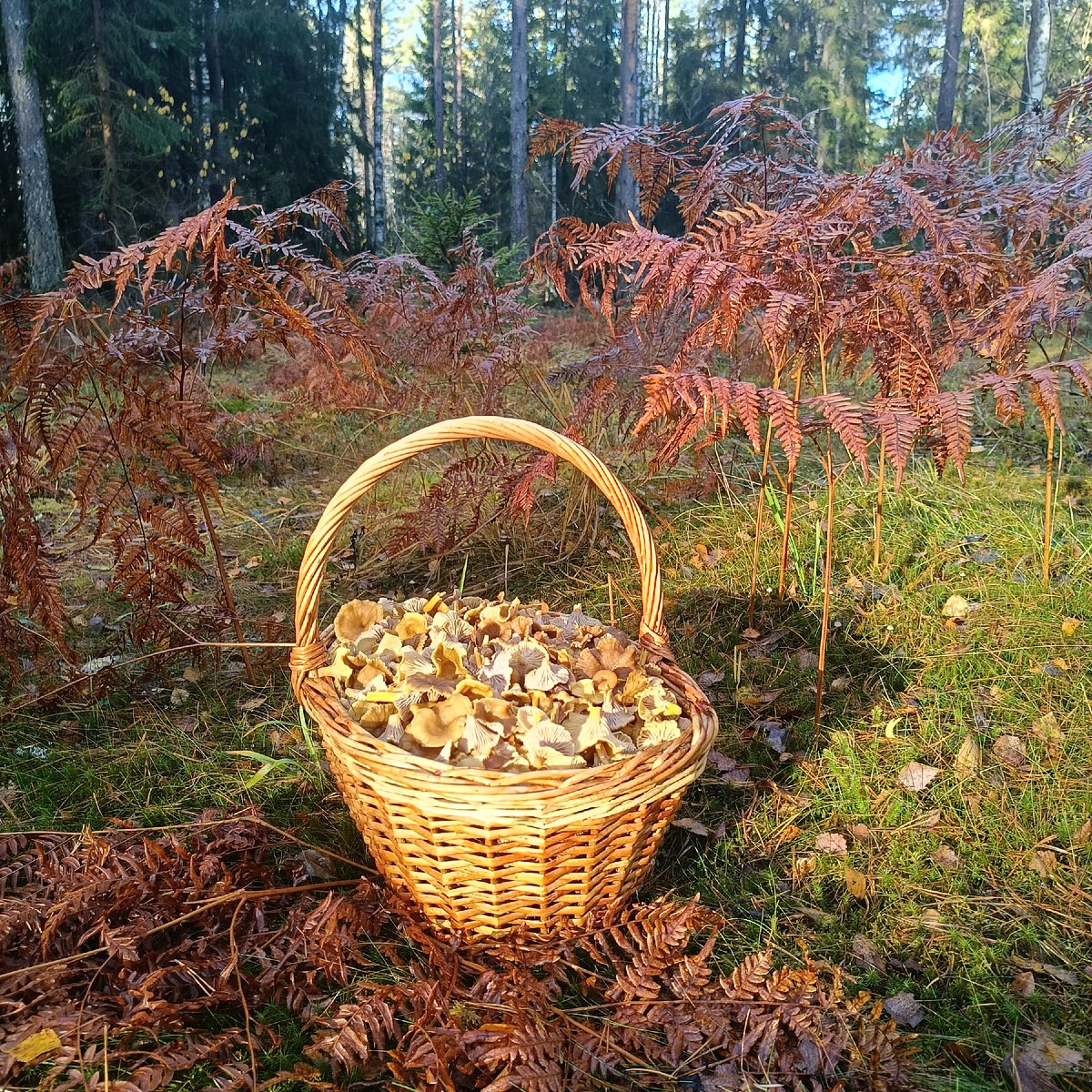 Корзина с лисичками на лесной поляне Ленинградской области. Октябрь, тихая охота в разгаре — ароматные трубчатые лисички. 18 октября 2025