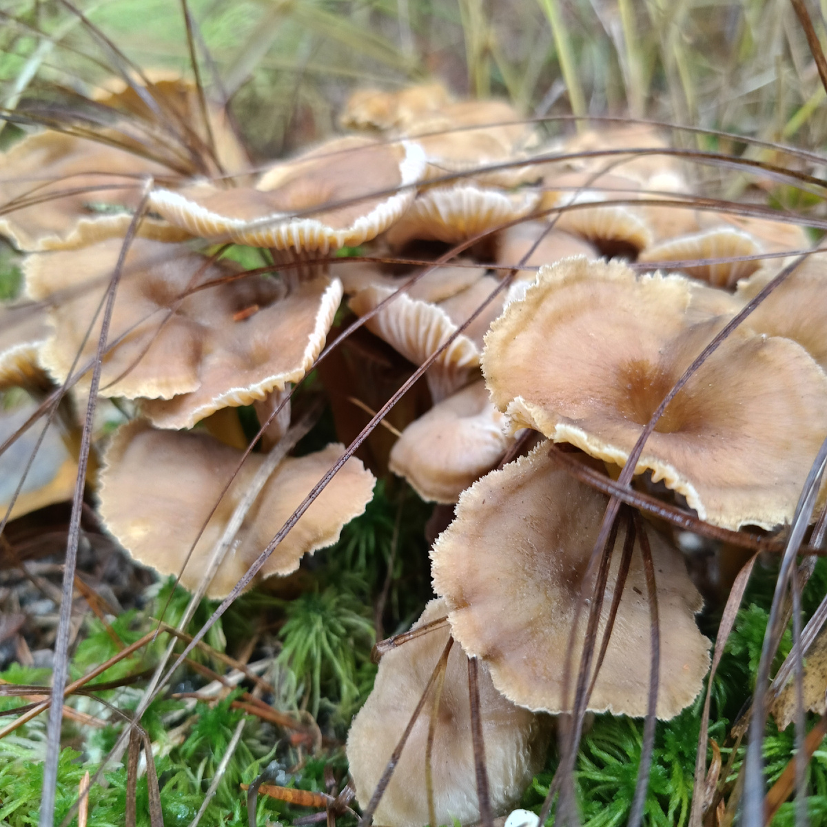 Лисичка трубчатая. Грибы Ленинградской области. Октябрь 2025