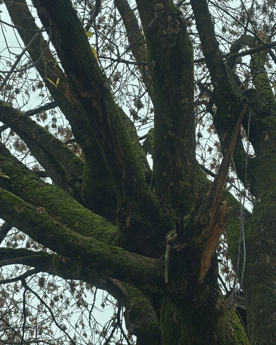 Старое дерево
