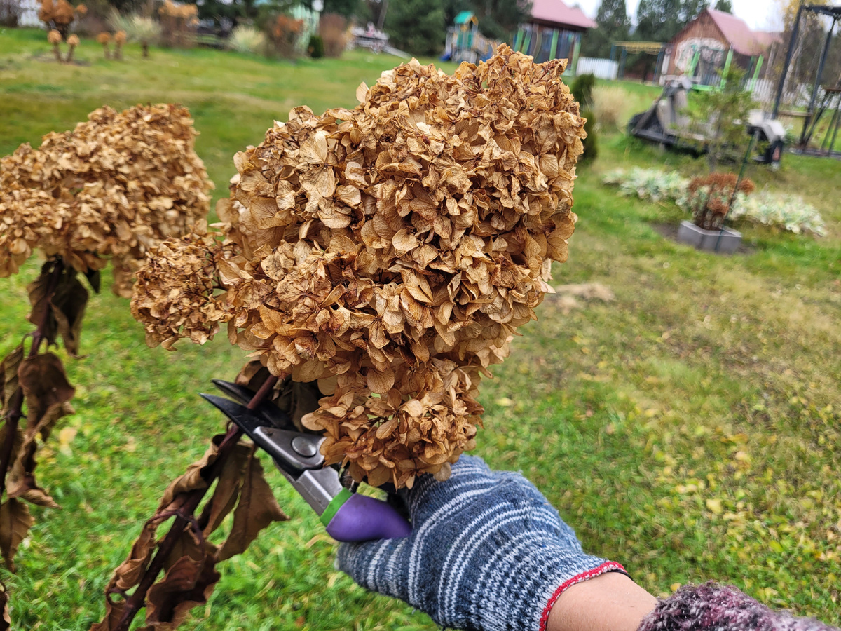 Можно удалить соцветие секатором. Срезаем только шапку.