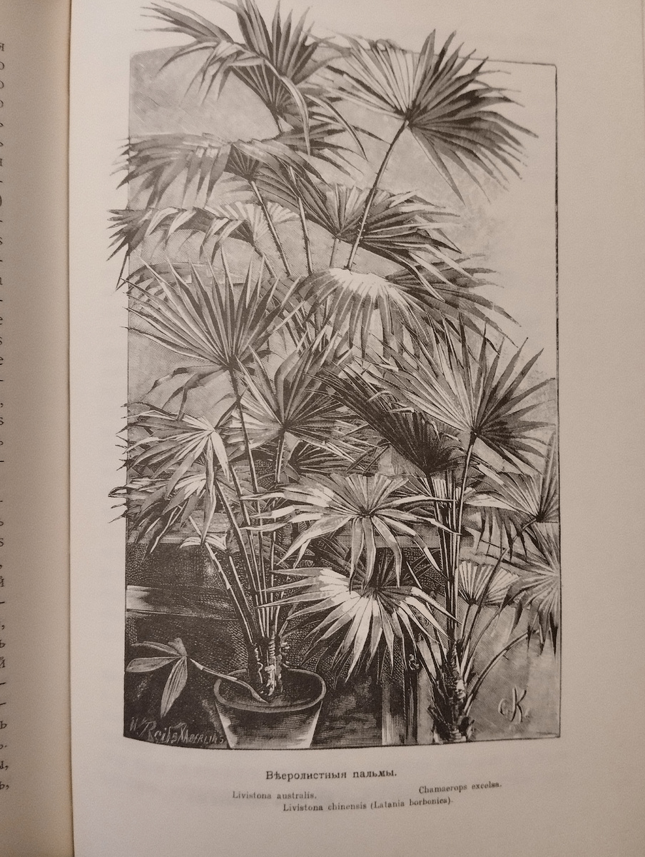 Богемные пальмы. Иллюстрация из книги М. Гесдёрфера. 1898 год.