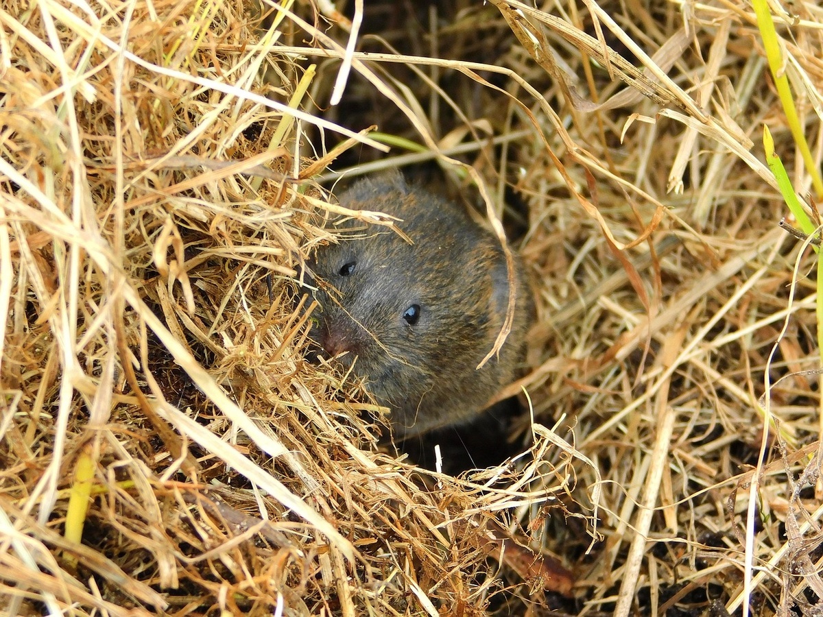    Мыши обходят сад стороной: обвязываю стволы в октябре — и кора останется целой до самой весны