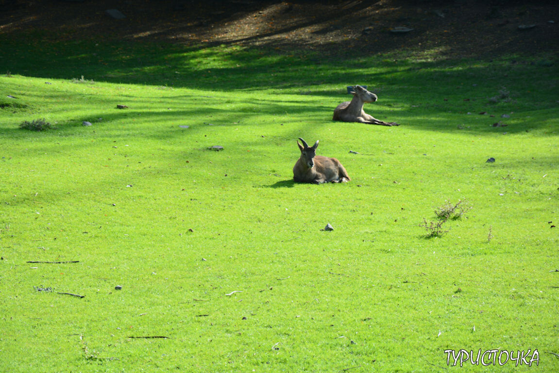 Трава у вольере у козликов зелёная, будто весной