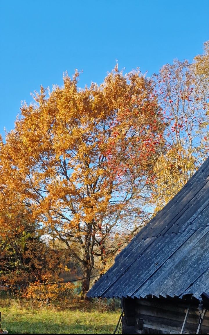 Это тут вот дуб и рябина. За ними опять же река...