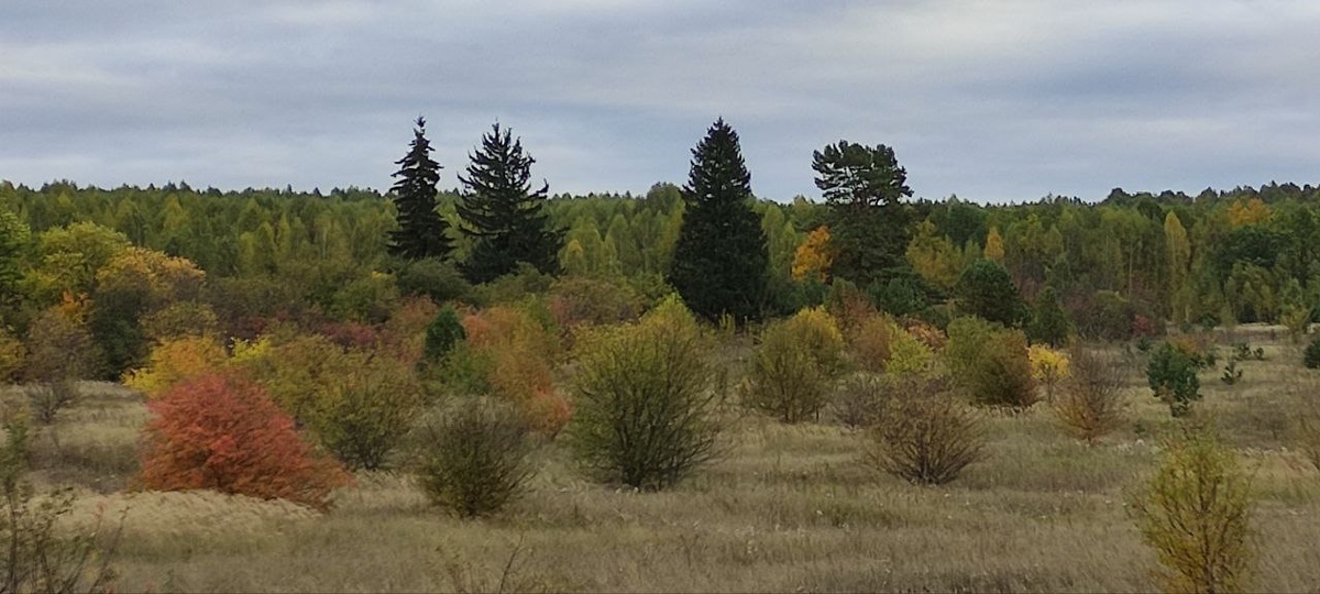 Осень. Фото автора