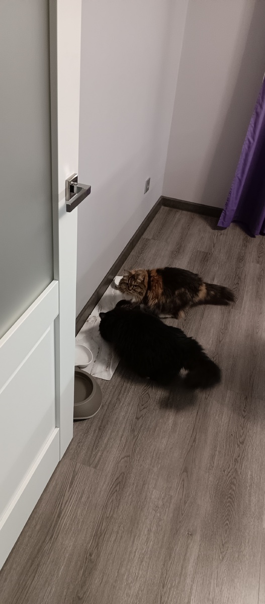 Опять свои акции покупаешь, человек? А у нас креветочки с клювиками колибри закончились, не стыдно тебе?