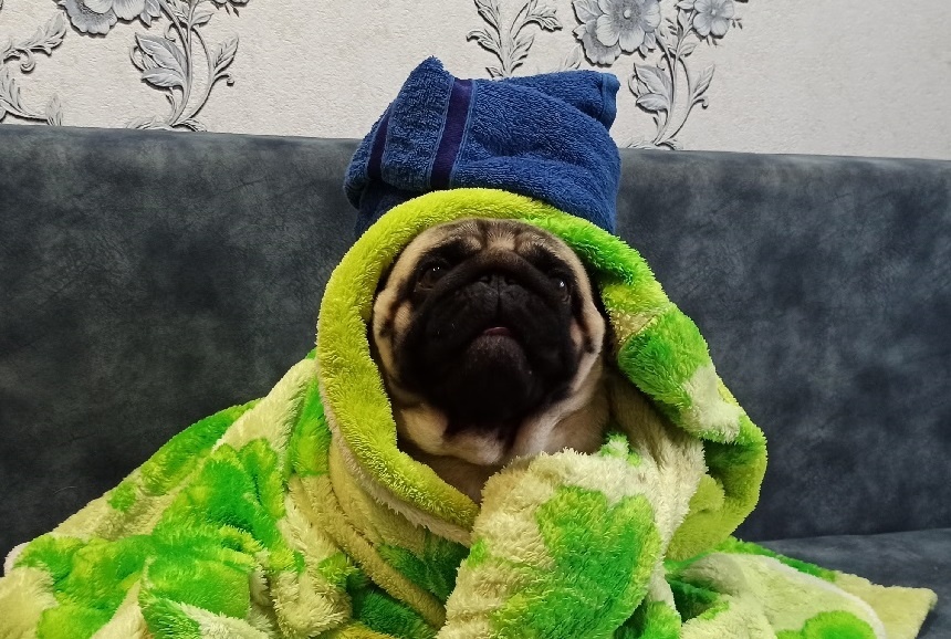 Мопс Ефим самостоятельно помыл голову.