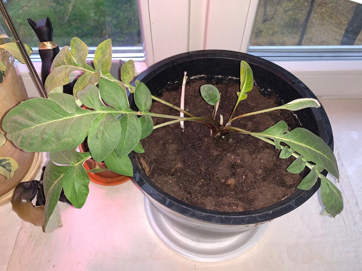 Уже пересаженный