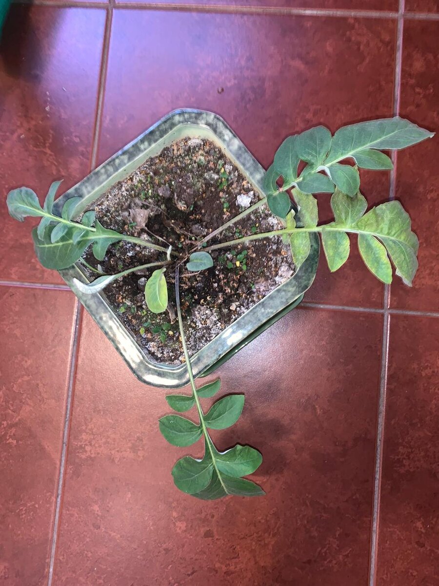 Вот так стал выглядеть пришелец прожив всё лето и осень на балконе