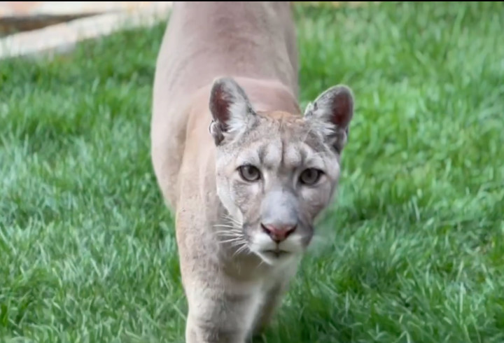 фото: t.me/lenzoopark