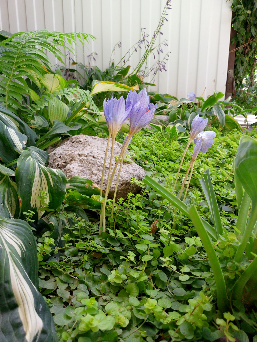 Октябрь. Зацвёл безвременник.