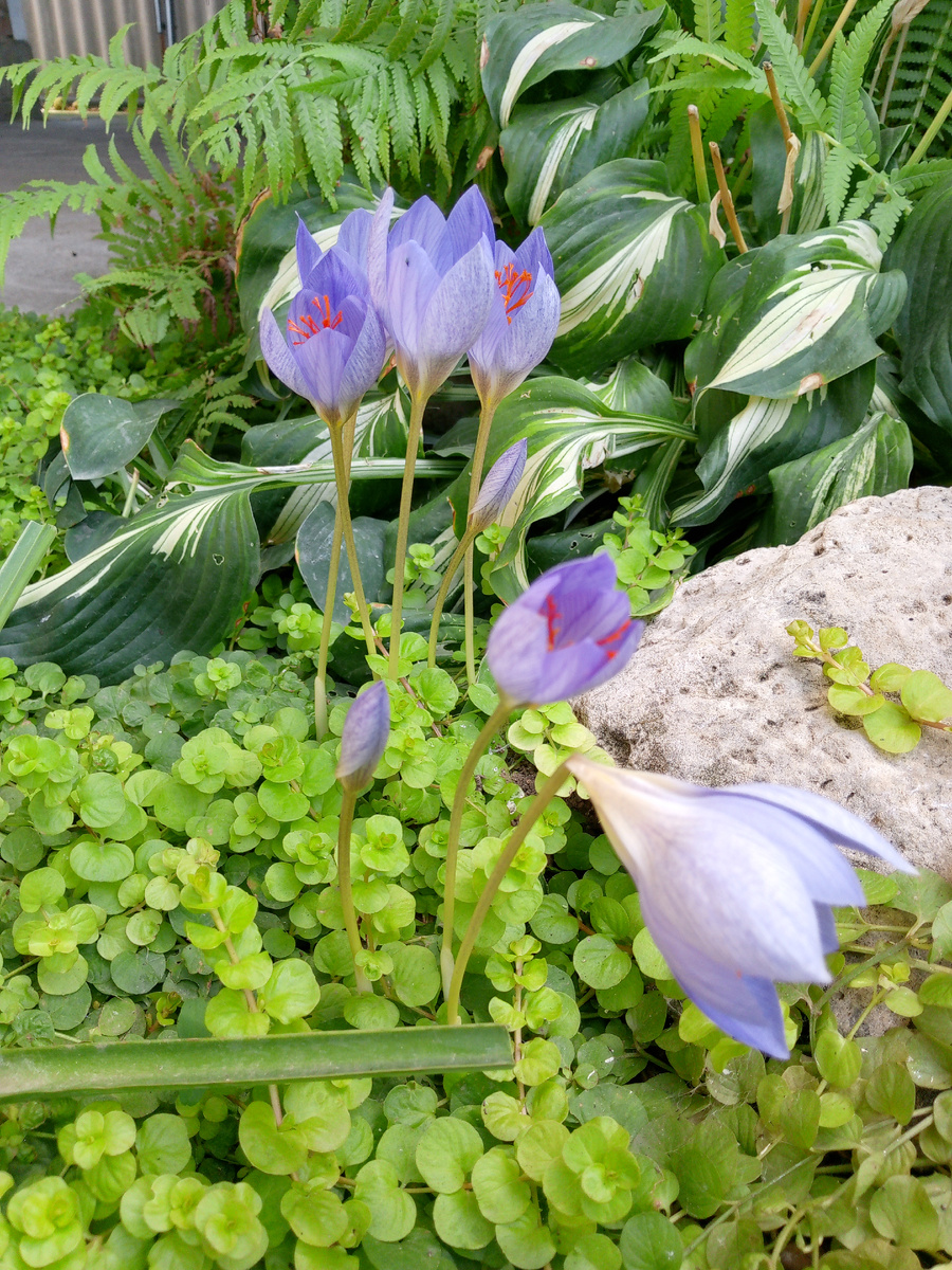 Безвременник или колхикум.