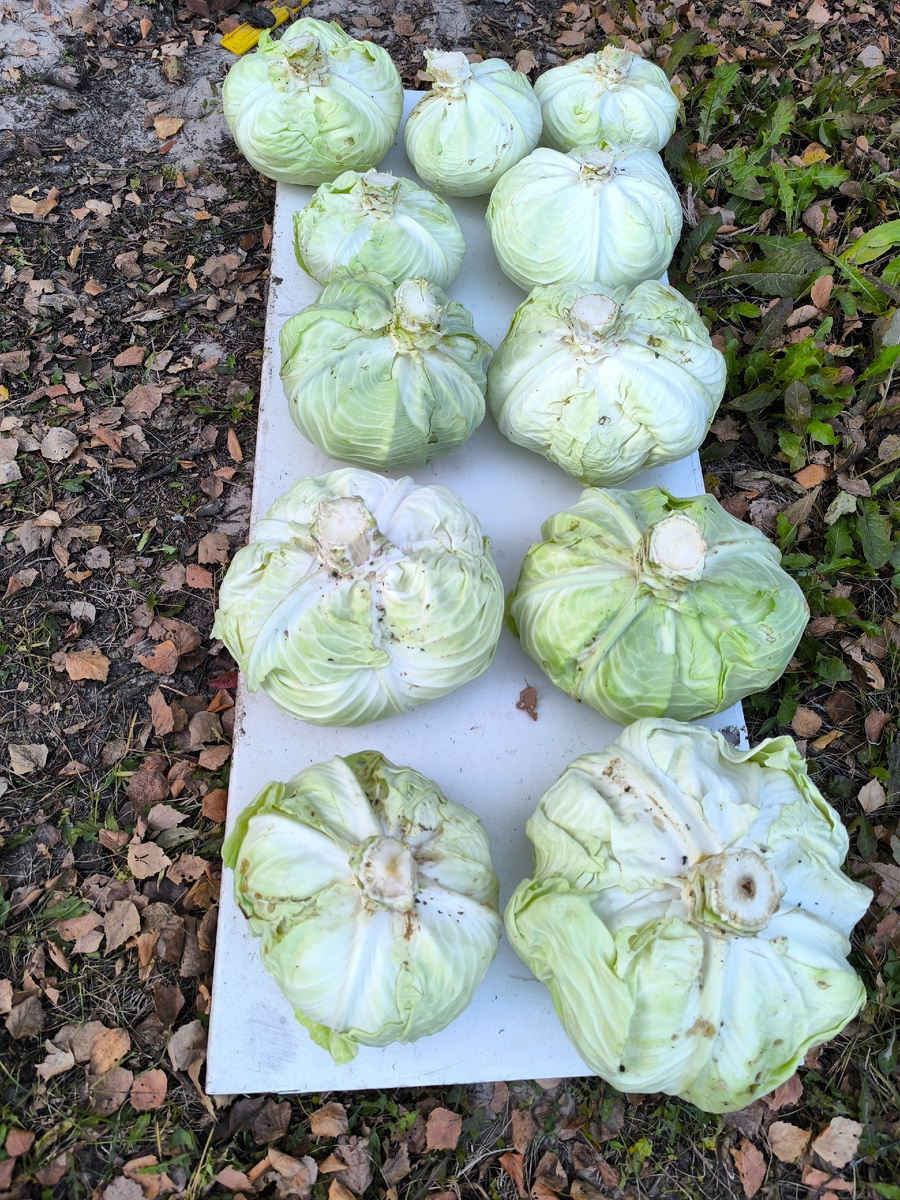 Небольшой урожай 