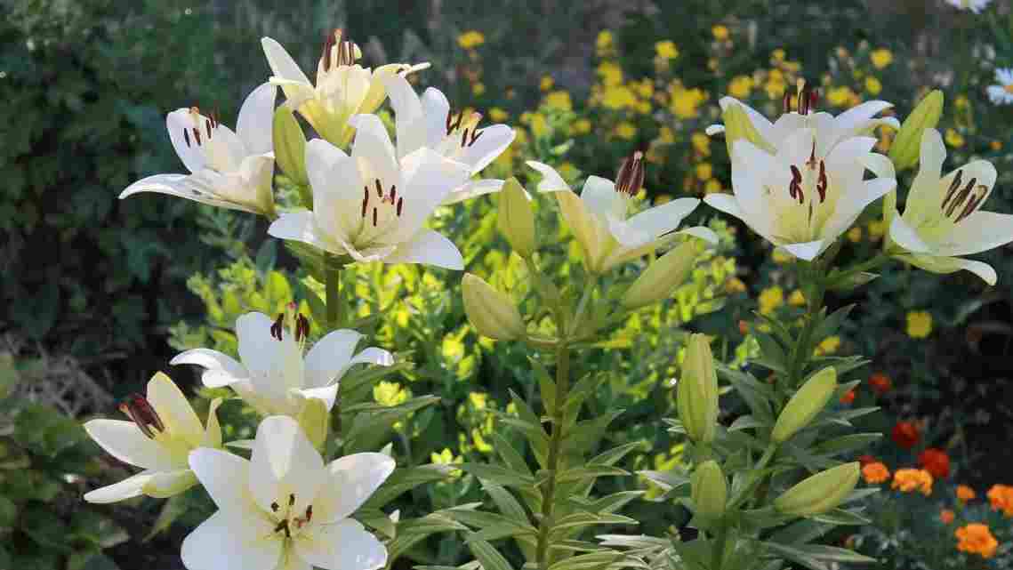 Цветение лилий при правильной посадке