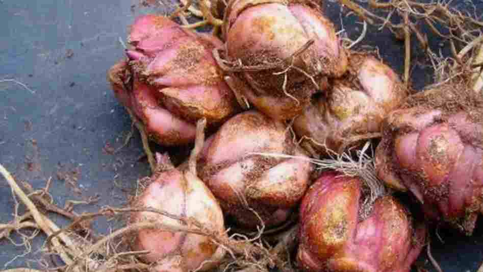 Луковицы Лилий - посадка