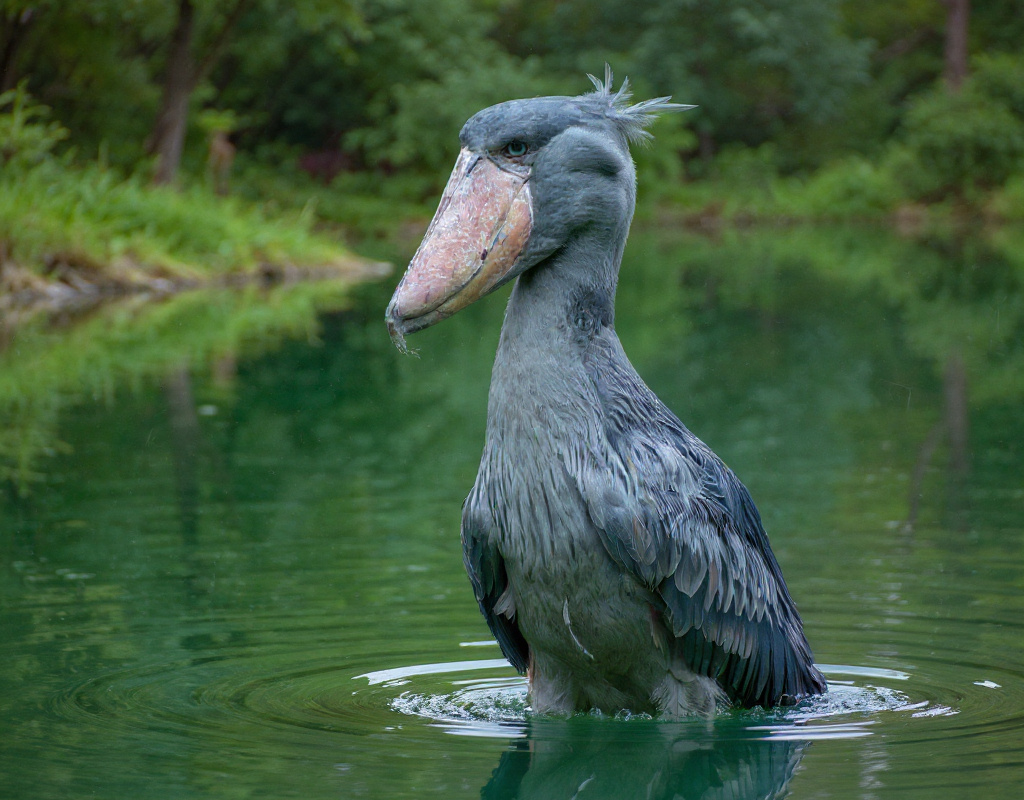 Китоглав, фото Freepik.