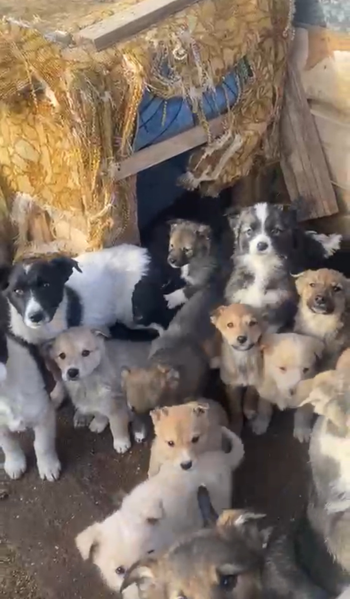 ППБЖ (пункт передержки бездомных животных) г Якутск, 2025г.