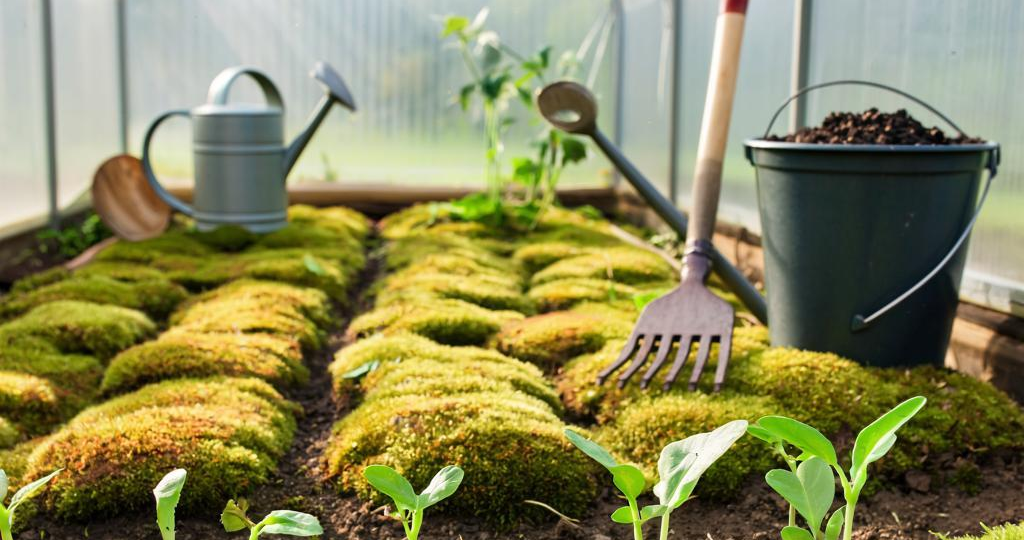 Мох в теплице: не враг, а индикатор. Как восстановить почву естественным путем