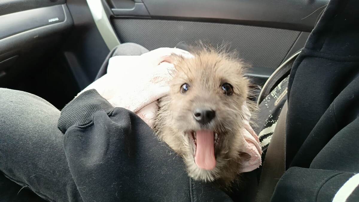 Ёлка едет домой 