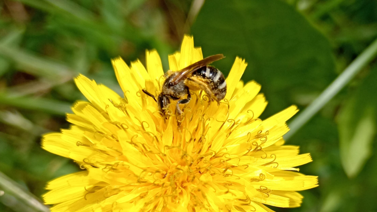 Галиктида на Кульбабе