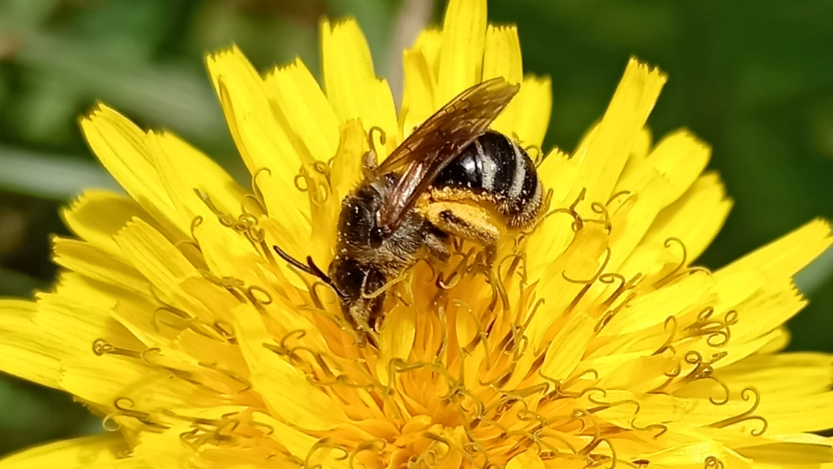 Галиктида на Кульбабе